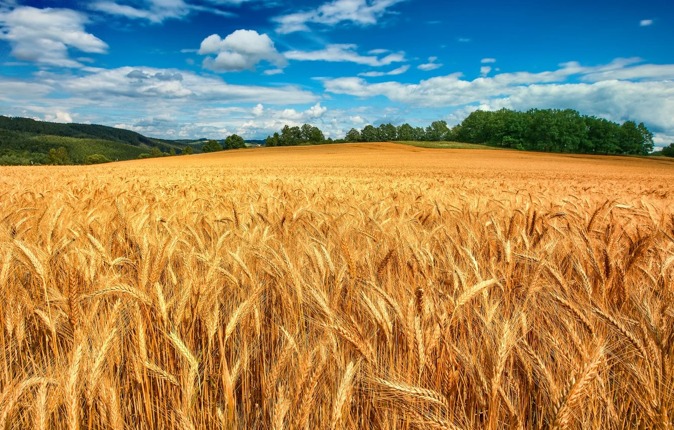 Рекламний розворот у журналі AgroTech
